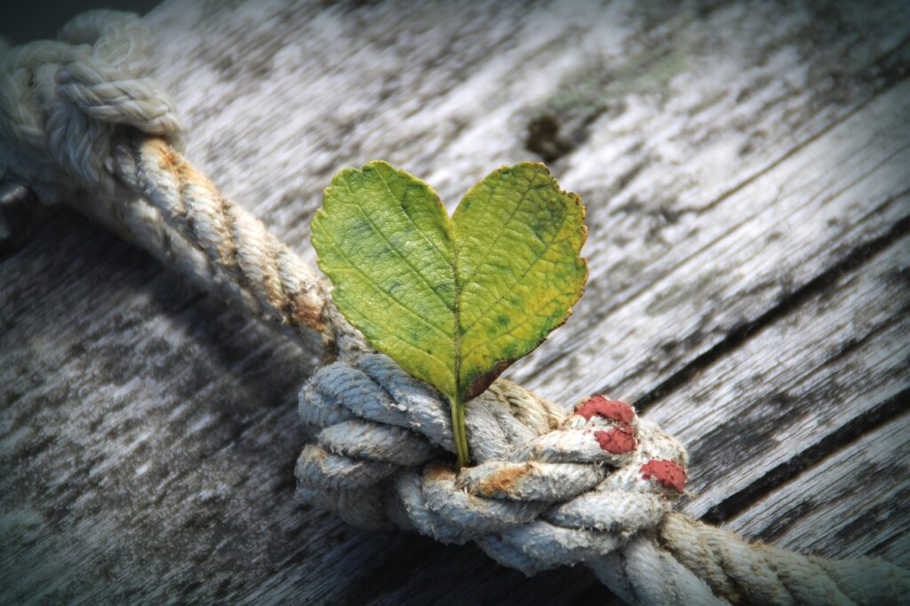heart, leaf, rope-4355253.jpg